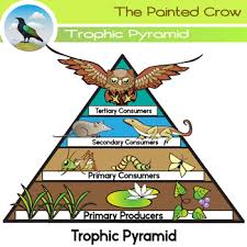 A spider eats a eslinsider lm on january 18, 2013: Free Science Clip Art Trophic Pyramid Food Chain Color Blackline