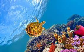 Related Image Underwater Wallpaper Turtle Wallpaper Hd Wallpaper
