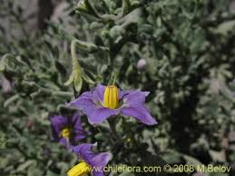 Image result for Solanum sp. A