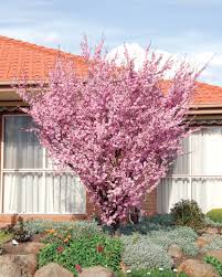 Image result for Prunus × blireana