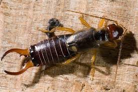 Is your garden suffering at the hands—er remove the fish but leave the oily remains, then bury the can so that its top is flush with the soil. Blog The Answers To Houston S Most Commonly Asked Earwig Questions