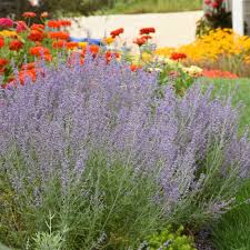 Image result for Perovskia atriplicifolia lacey blue photo