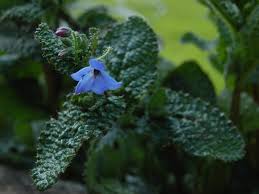 Image result for Vigna pygmaea