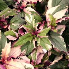 Image result for Gynura