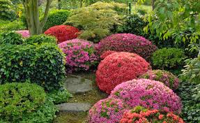 Es sind laubabwerfende oder kleinblättrige immergrüne sträucher. Azaleen Schneiden Mein Schoner Garten