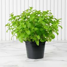 Image result for Mentha