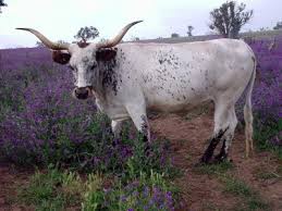 The texas longhorn is a breed of cattle known for its characteristic horns, which can extend to over 100 inches (2.54 m) tip to tip for cows and bulls. Why Texas Longhorns Texas Longhorns Australia Inc