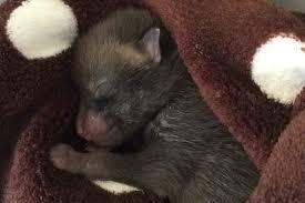 Family Rescues Newborn Baby Kitten Only To Find Out It Is Not A Kitten