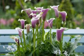 Pick several for a little added variety. Easy Growing Bog Plants Hgtv
