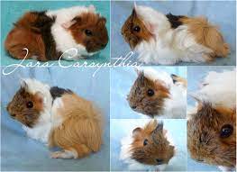 Pin On Guinea Pig Luv