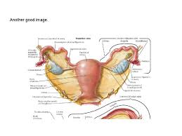 Anatomy of the pelvic floor. Pelvic Anatomy From The Laparoscopic Perspective A Review