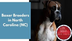 Big mac boxers where quality, health, type, & temperament meet! 11 Boxer Breeders In North Carolina Nc Boxer Puppies For Sale Animalfate