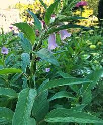 Kurogoma Black Sesame Seeds Growing Your Own Sesame Seeds Is A Fun Experiment That Might Just Become A Yearly Tradition Black Sesame Seeds Sesame Seeds Seeds