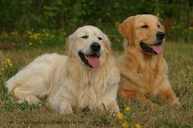 Thinking about a golden retriever as a pet? Dogs Info Golden Retriever Dog Golden Retriever Retriever Old Golden Retriever