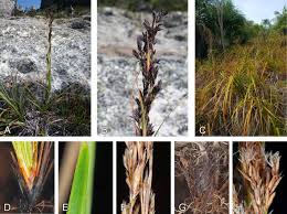 Image result for Costularia natalensis