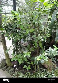 Image result for Acokanthera oblongifolia