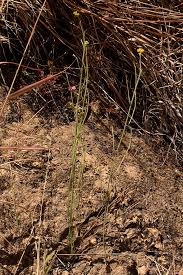 Image result for Nidorella spartioides