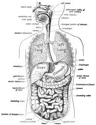 It lies posterior to the pyloric part of the stomach. Human Digestive System Wikipedia