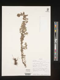 Image result for Micromeria imbricata