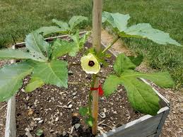 In the 1970s, when i was a budding landscape designer newly exciting about strategizing the best flowers to plant with vegetables, i attended the garden opening of one of my clients. Growing Okra In Containers Top Tips For Success