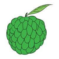 Custard apple (annona squamosa l.) can be called as a delicacy of dry region due to its. Fruit Fruits Line Art Motif Motives Outline Outlines Custard Apple Ripe Fruit Tropical Tropic Half Halves Free Vector Graphics Clip Art Icons Photos And Images Stockunlimited