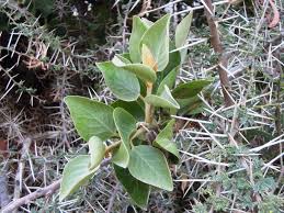 Image result for Phragmanthera