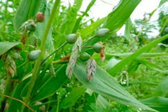 Image result for Kyllinga robinsoniana