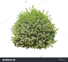 Green Bush Isolated On White Background Stock Photo 270854237 White Background Bush Green