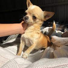Aesthetic Sun Chihuahua Aesthetic Chihuahua Dog Aesthetic Chihuahua