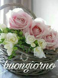 Pin Di Mariangela Mancarella Su Buongiorno Rose Belle Buongiorno Fiori Fiori