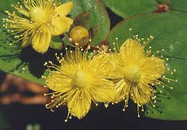 Image result for Hypericum quartinianum