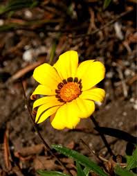 Image result for Gazania krebsiana