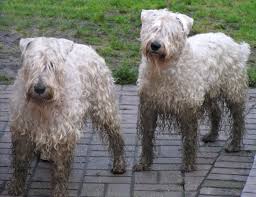 We did not find results for: Wheaten Terrier Chopper And Dusty S Blog