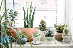 Best Winter Houseplants How To Take Care Of Indoor Plants In Winter Artificial Plants Indoor Indoor Plants Plants