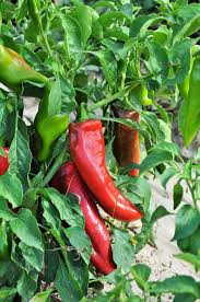 Image result for Capsicum annuum