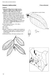 Image result for Casearia battiscombei