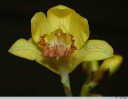 Image result for Phaius occidentalis