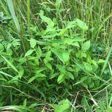 Image result for Arthraxon