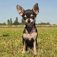 While there's no argument that the chihuahua dog originated in early mexico, historians debate his exact ancestry. Chihuahua Der Kleinste Hund Der Welt Mydog365 Magazin