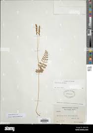 Image result for Anemia angolensis