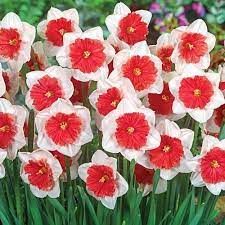 Buy Daffodils Premium Dutch Daffodil Bulbs Daffodil Bulbs Daffodil Flower Spring Flowering Bulbs