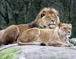 Leones (football team), from el salvador. Como Se Reproducen Los Leones Queanimal Com