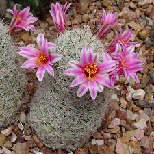 Pin On Cacti Succulents