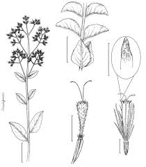 Image result for Stomatanthes