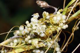 Image result for Cuscuta hyalina