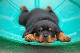 Baby Rottweiler Puppy Baby Rottweiler Rottweiler Puppies Rottweiler Dog