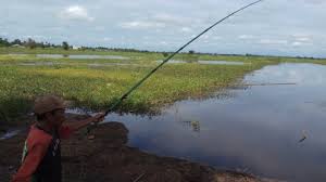 Reupload / ori by cambodja halo mas bro kali ini saya membagikan sebuah video memancing ikan di sebuah sungai kecil yang masih assalamualaikum apa khabar sahabat. Memancing Ada Waktunya Dan Tergantung Jenis Ikannya Jenis Gabus Papuyu Sepat Lebih Pas Siang Hari Banjarmasin Post