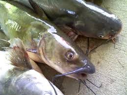 Hanya saja, ada jenis ikan nila liar yang konon sangat susah dan juga cahaya lampu kapal menjadi di tempat berkumpulnya ikan. Cara Mancing Ikan Lele Di Sungai Dan Rawa Mancingikan Net 2021 Mancingikan Net 2021