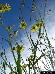 Image result for Senecio madagascariensis