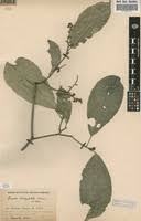 Image result for Rinorea brachypetala